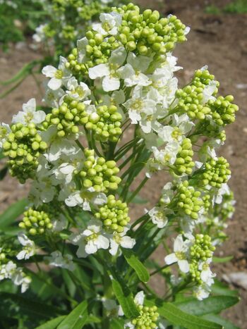 Krenblüte