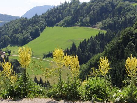 Blick in Dirndltaler Landschaft - Königskerzen