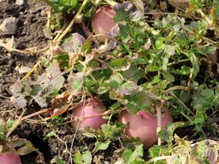 Speiserübchen im Winter