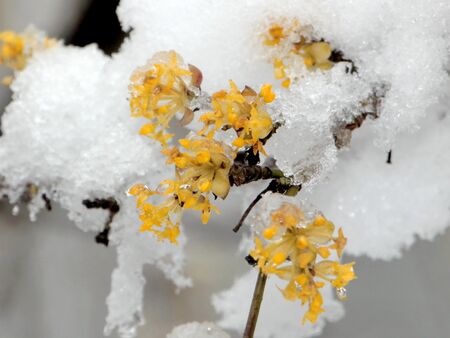 Verschneiter Dirndlblütenast - Anfang März