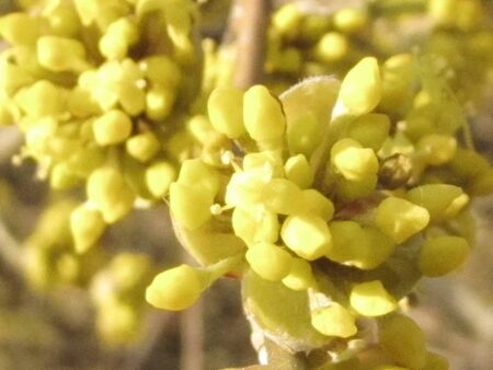 Dirndlblüte - groß