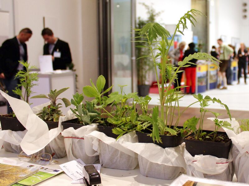 Datei:Hotzelbiz-Pflanzen als Geschenk.jpg