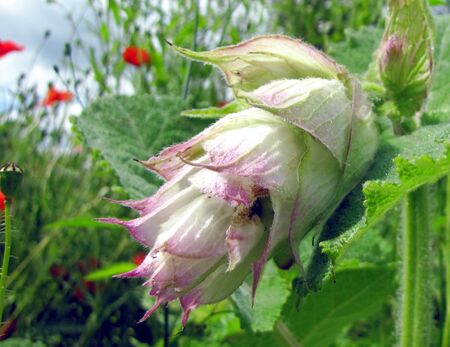 Muskatellersalbei Blüte