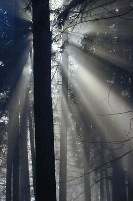 Lichtspiele durch Nebel