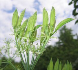 Süßdoldensamenstand