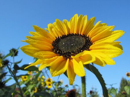 Sonnenblume mit Tau