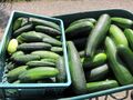 Ernte der Gurken - Zucchini