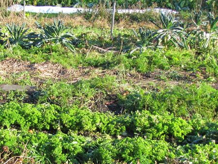 Petersilie- Produktionsgarten - Herbst