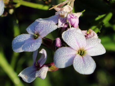 genusssvolle Violenblüten als vegane Dekoration