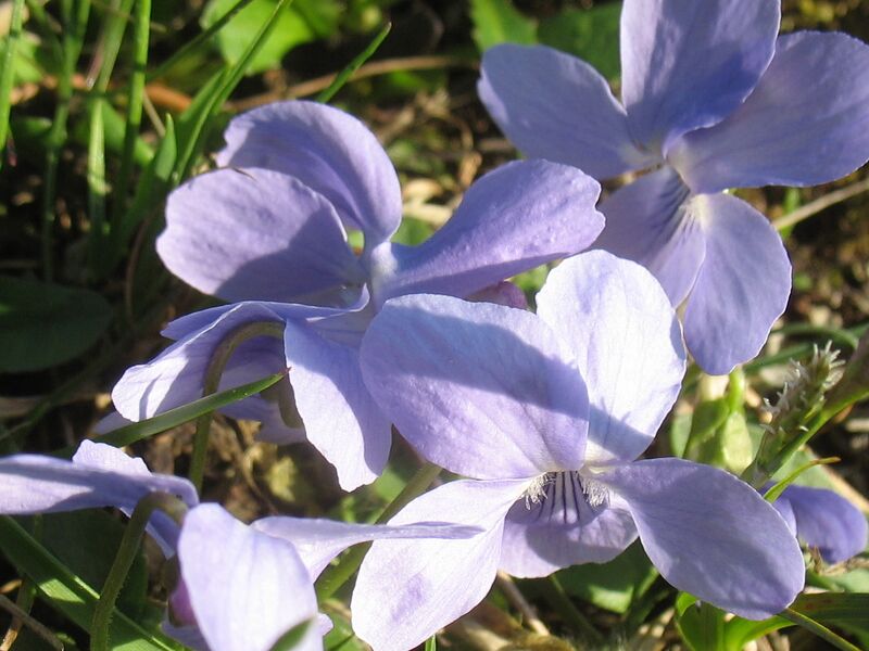 Datei:Veilchen4 .jpg