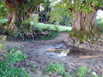 Bärnthaler Lackn Sommer