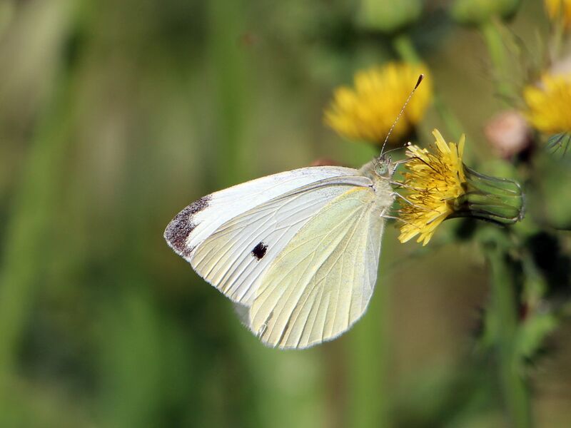 Datei:SG Kohlweisling auf Rainkohl.JPG