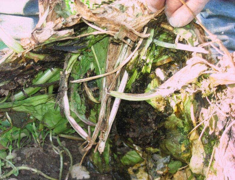 Datei:SG Mulch von unten.jpg