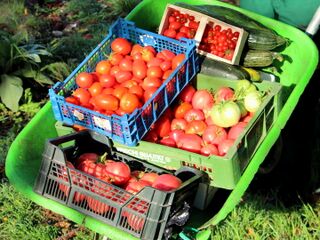 Paradeiserernte in Scheibtruhe
